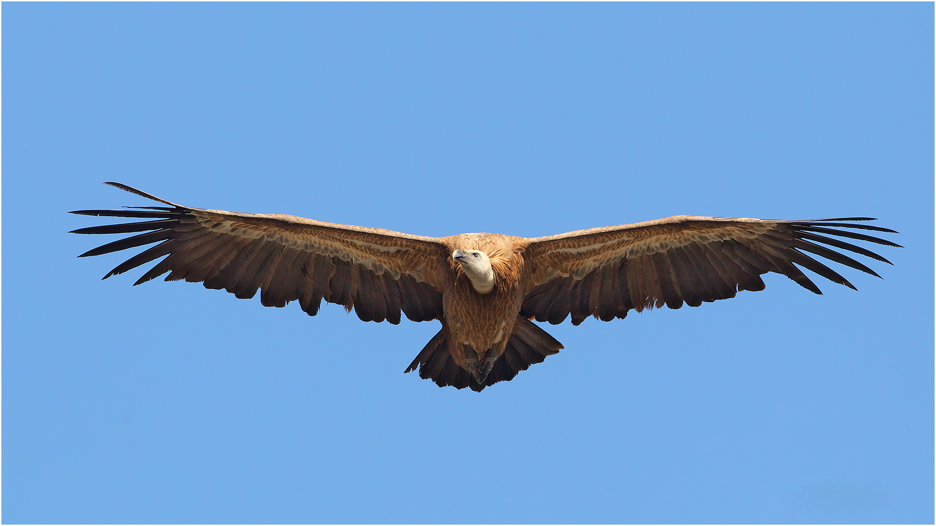 Kızıl akbaba » Griffon Vulture » Gyps fulvus