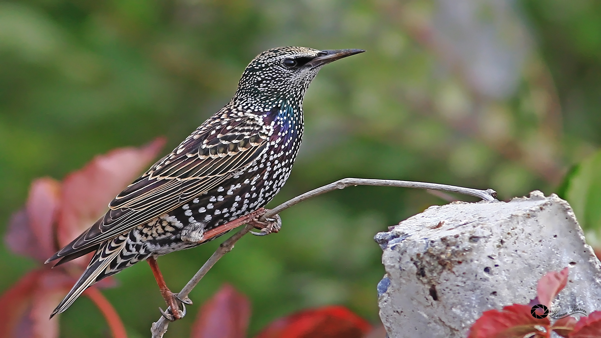 Sığırcık » Common Starling » Sturnus vulgaris