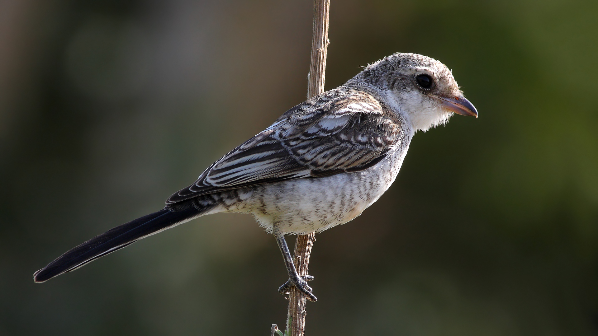 Maskeli örümcekkuşu