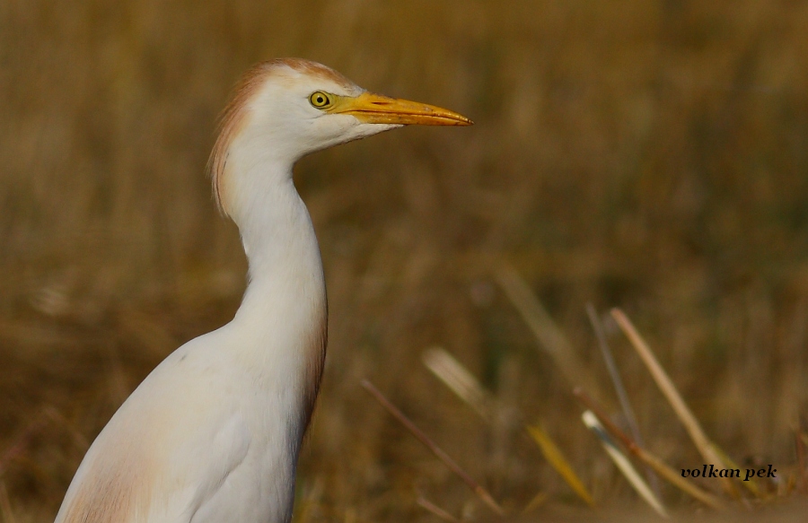 Sığır balıkçılı