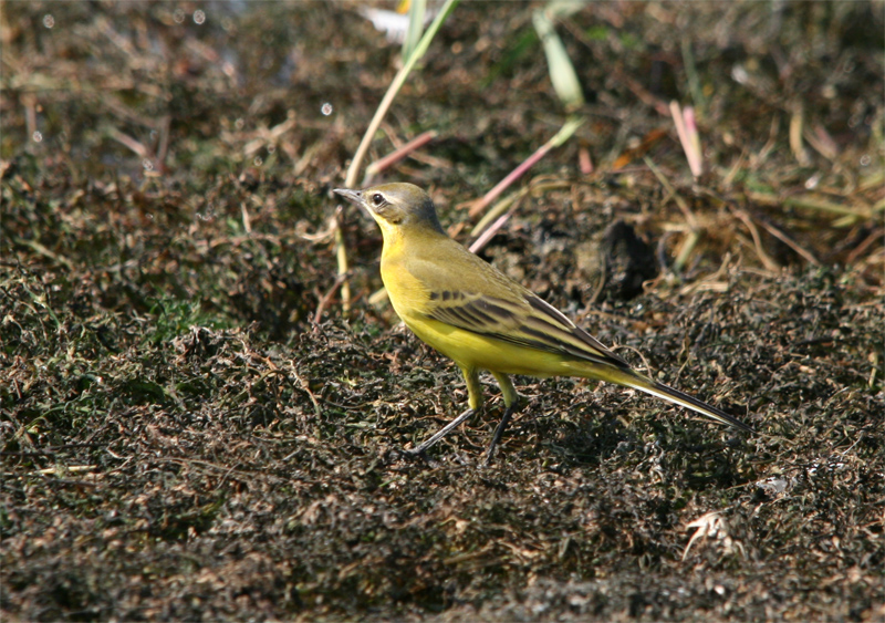 Sarı kuyruksallayan