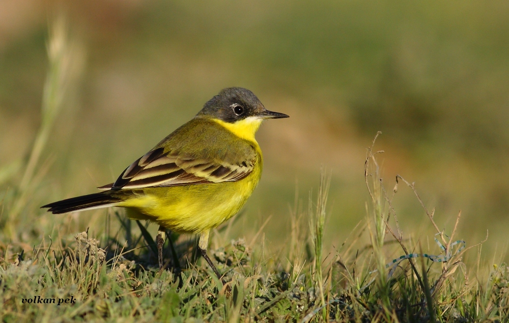 Sarı kuyruksallayan