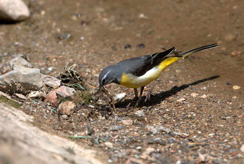 Dağ kuyruksallayanı