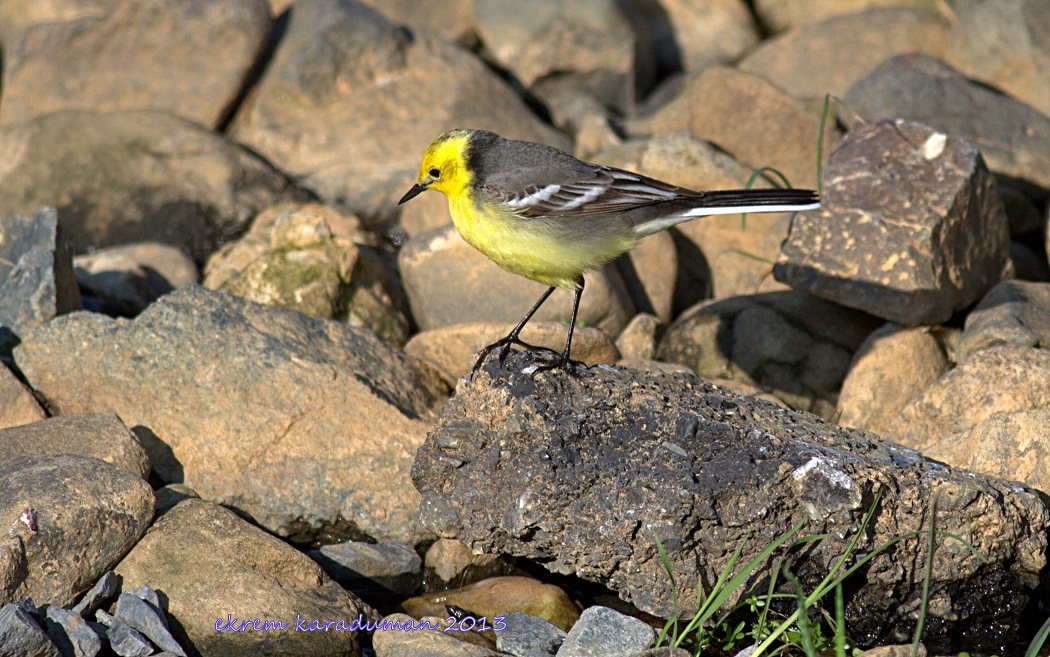 Sarıbaşlı kuyruksallayan