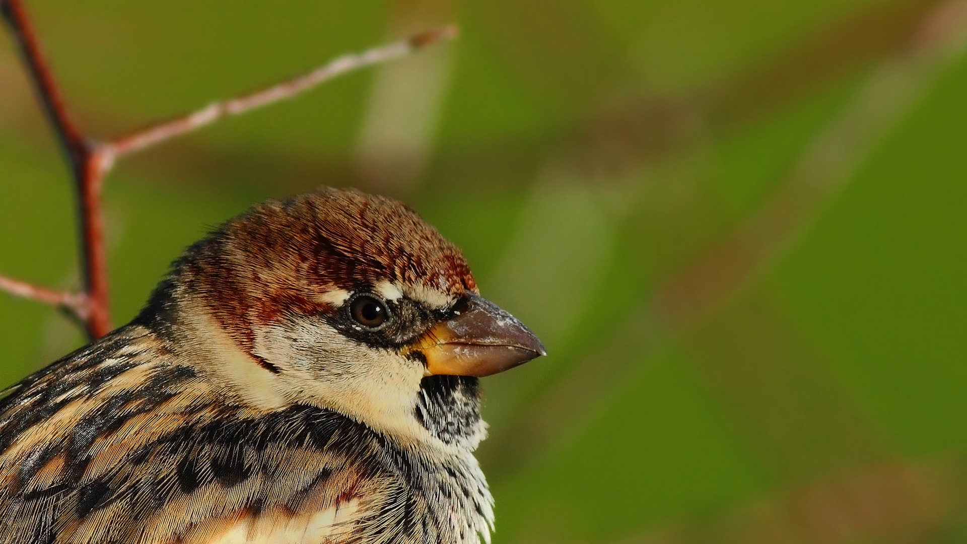 Söğüt serçesi » Spanish Sparrow » Passer hispaniolensis