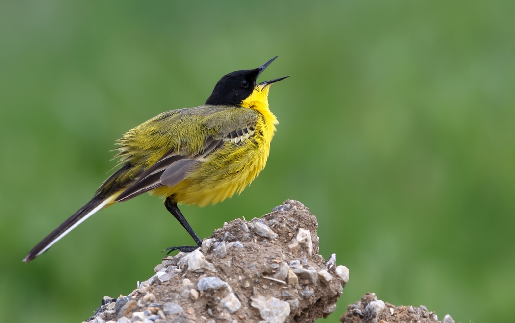 Sarı kuyruksallayan