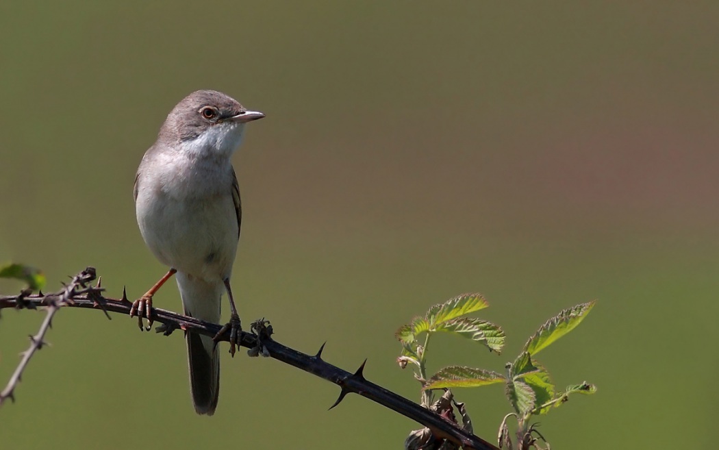 Akgerdanlı ötleğen