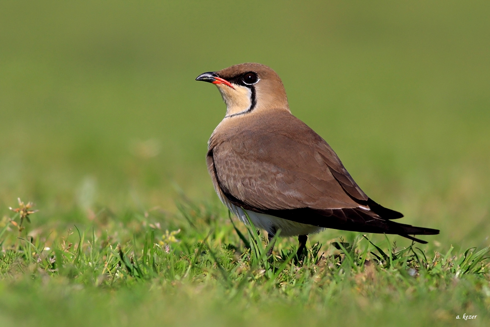 Bataklıkkırlangıcı