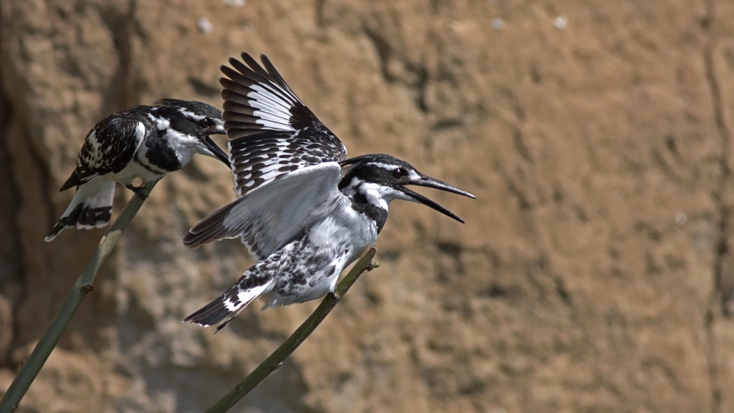 Alaca yalıçapkını