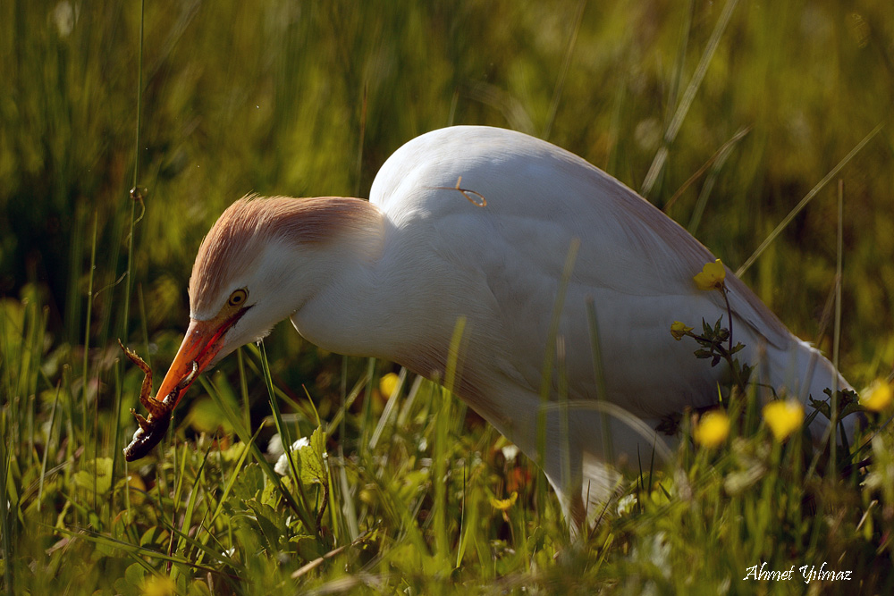 Sığır balıkçılı