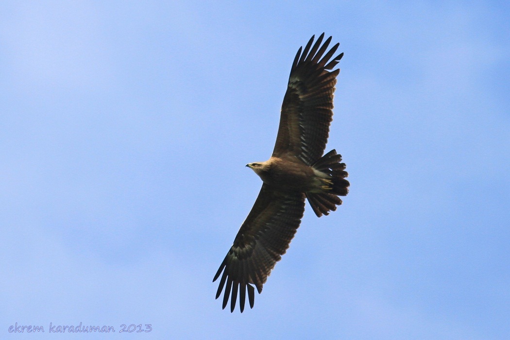 Küçük orman kartalı