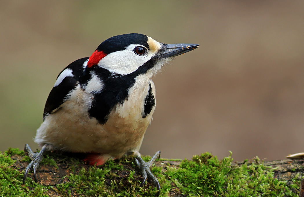 Orman alaca ağaçkakanı