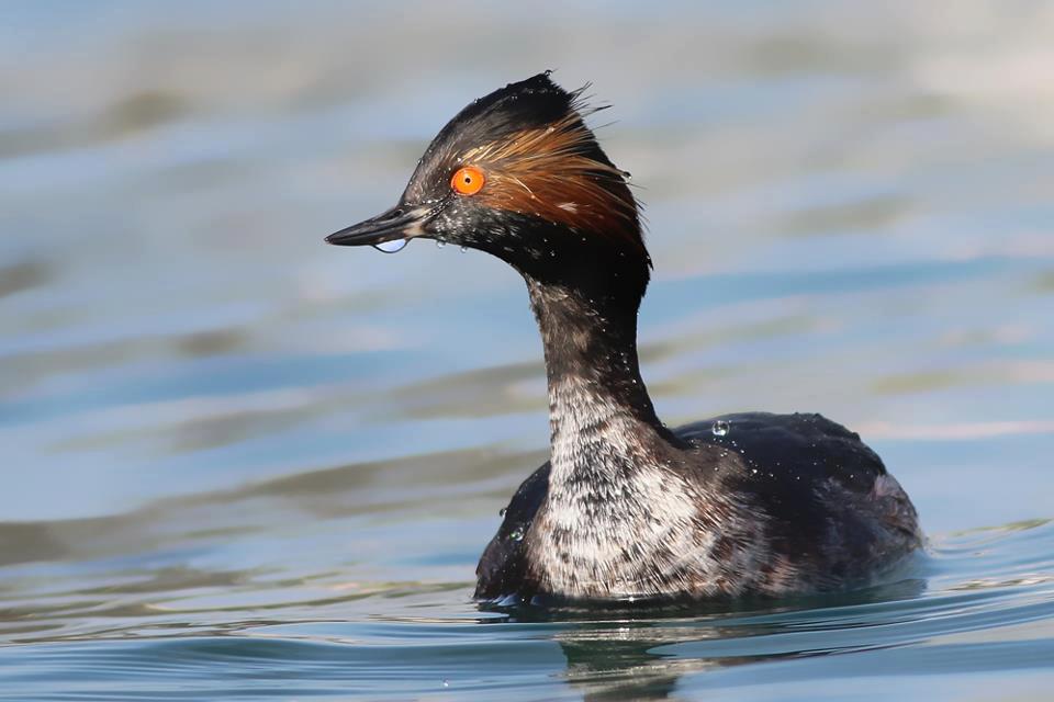 Karaboyunlu batağan