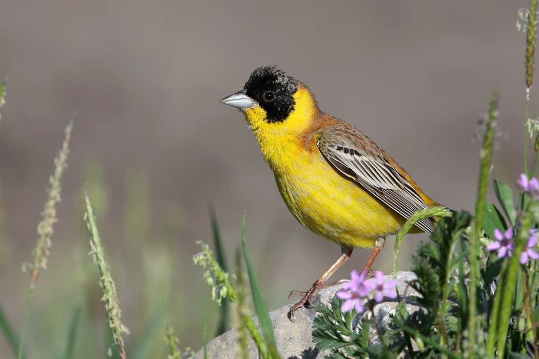 Karabaşlı kirazkuşu