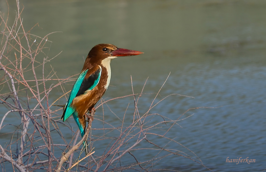 İzmir yalıçapkını