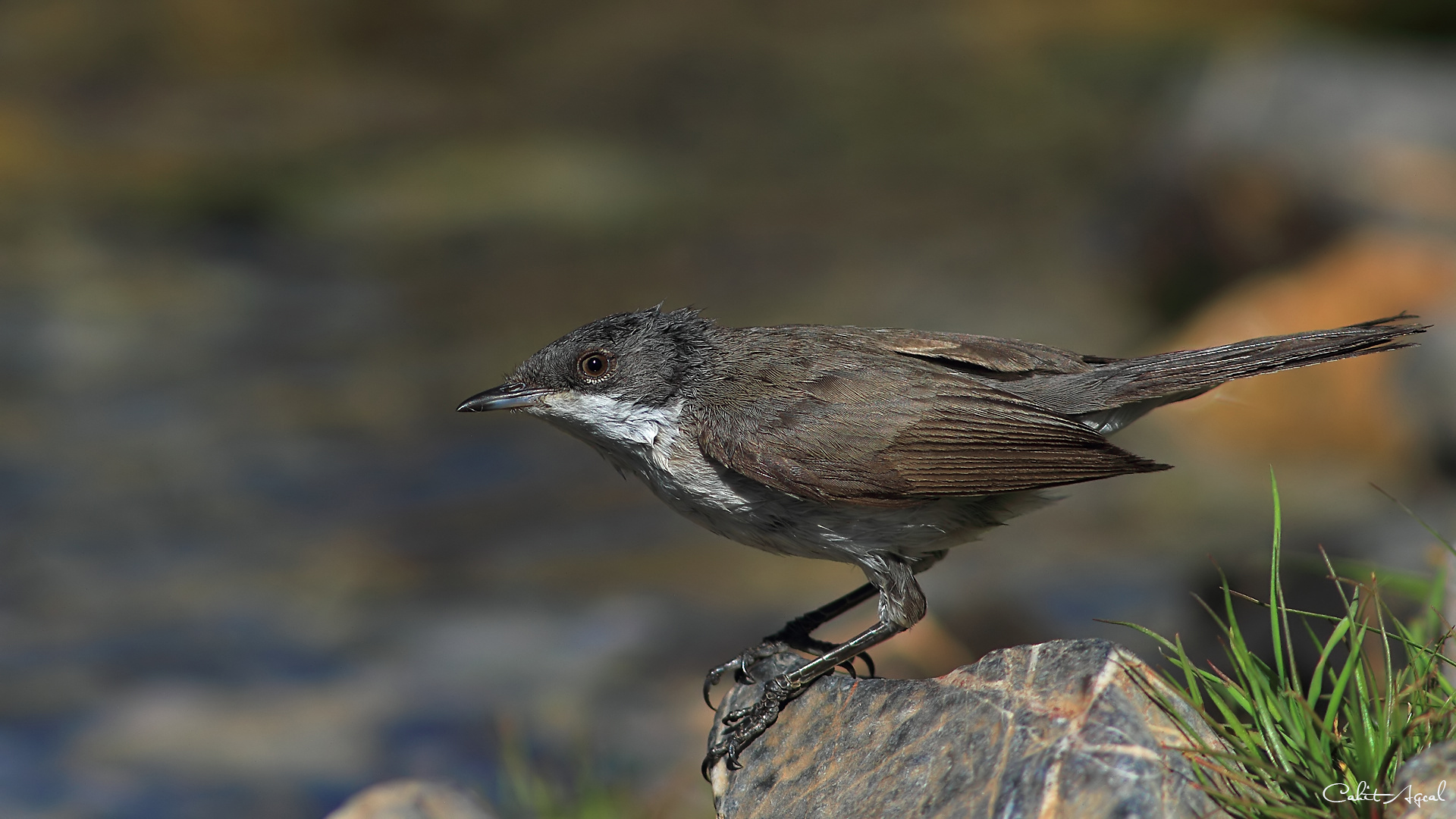 Küçük akgerdanlı ötleğen