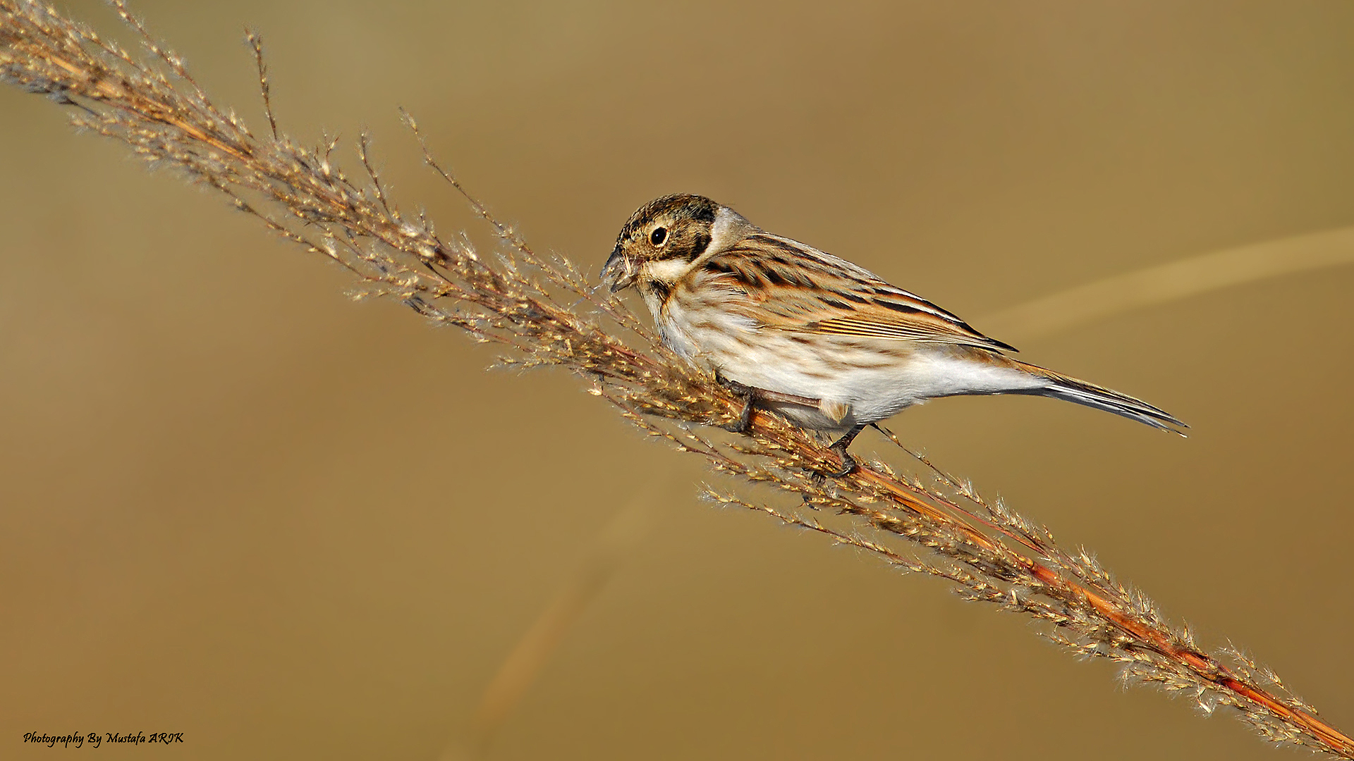 Bataklık Kirazkuşu
