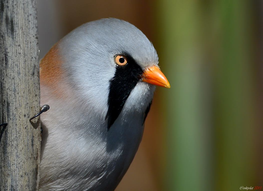 Bıyıklı baştankara