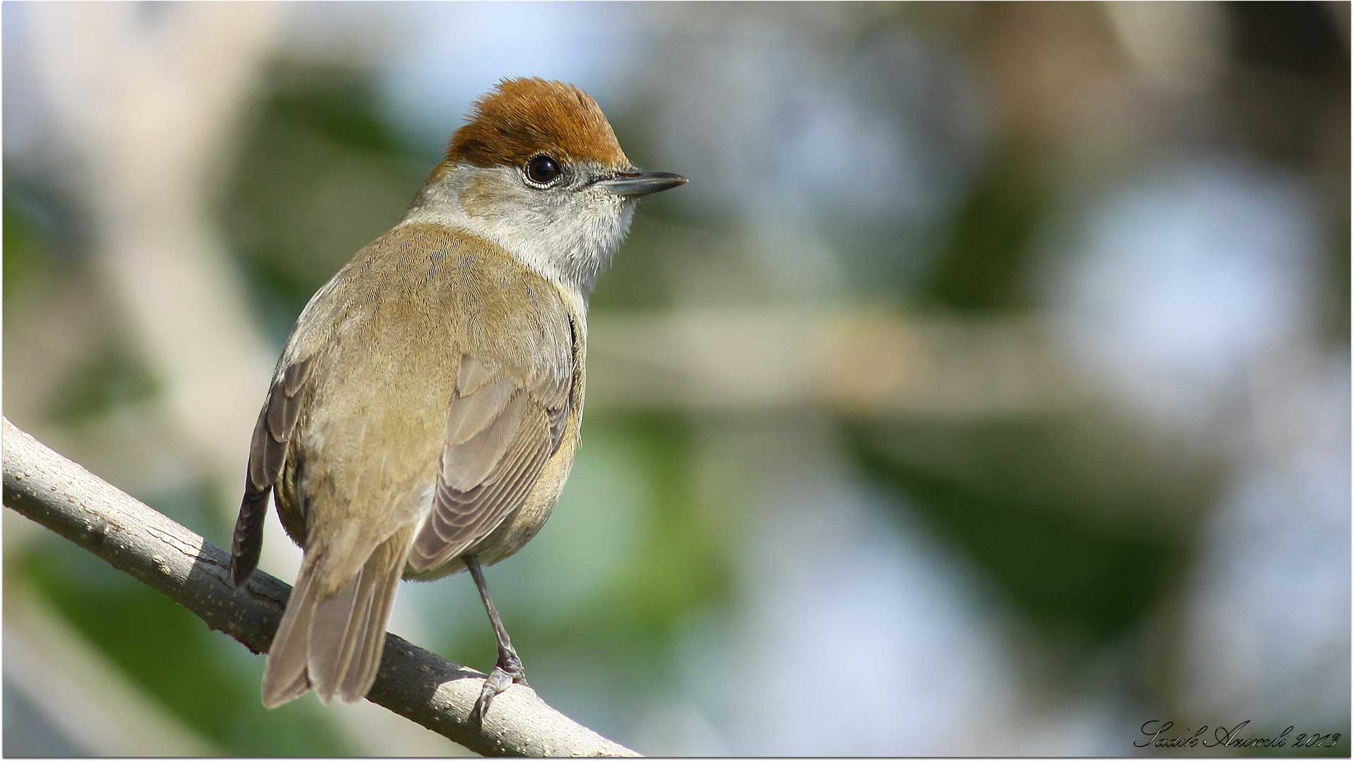 Karabaşlı ötleğen