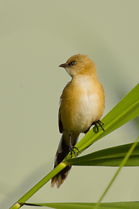 Bıyıklı baştankara