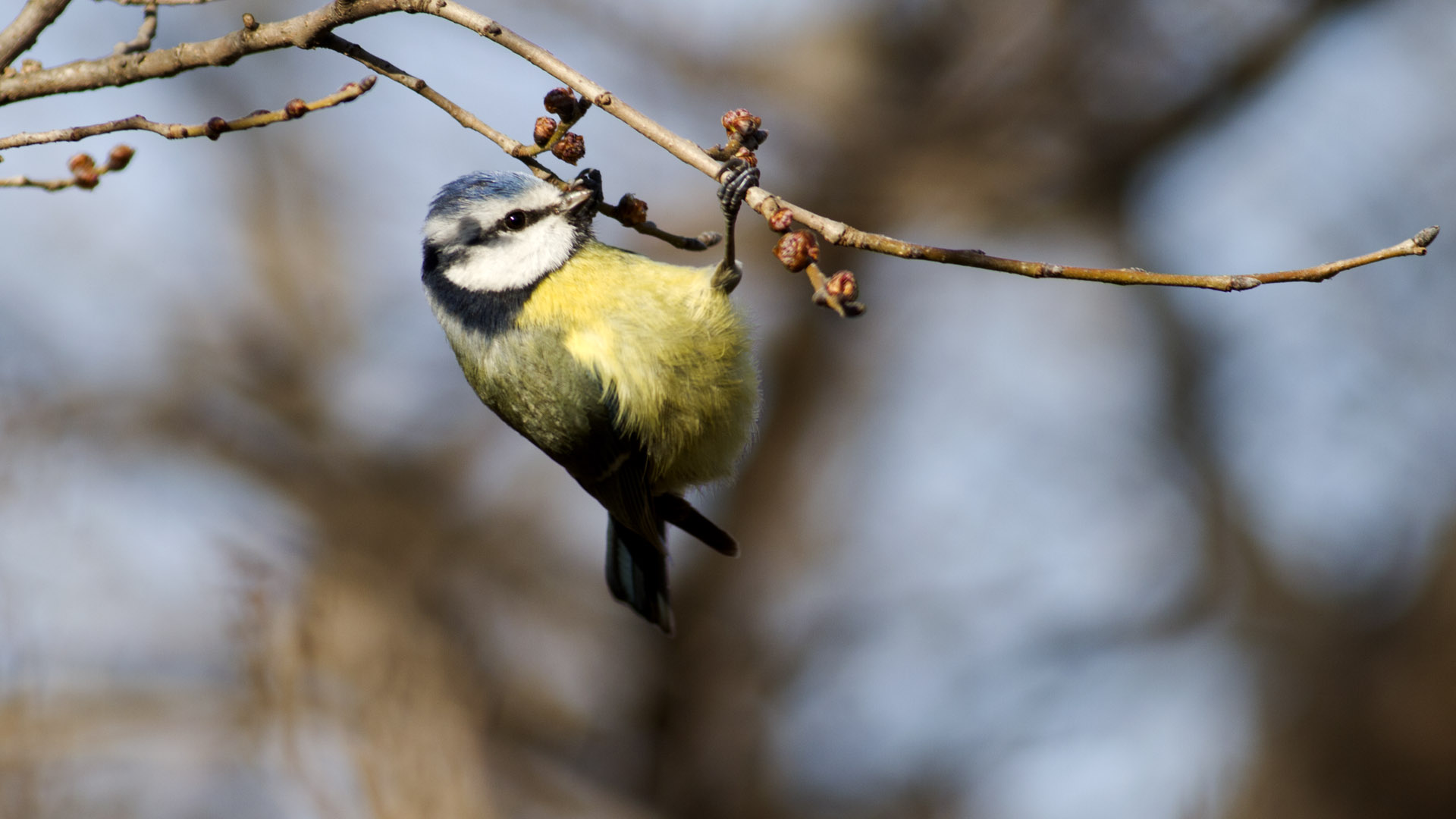 Mavi baştankara » Eurasian Blue Tit » Cyanistes caeruleus