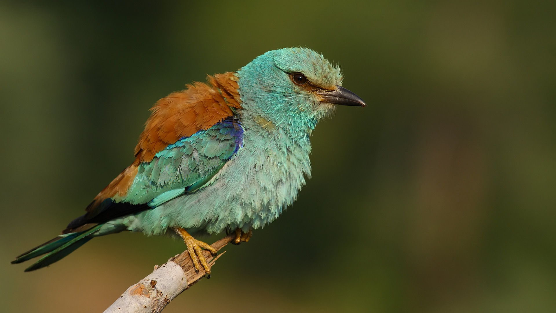 Gökkuzgun » European Roller » Coracias garrulus