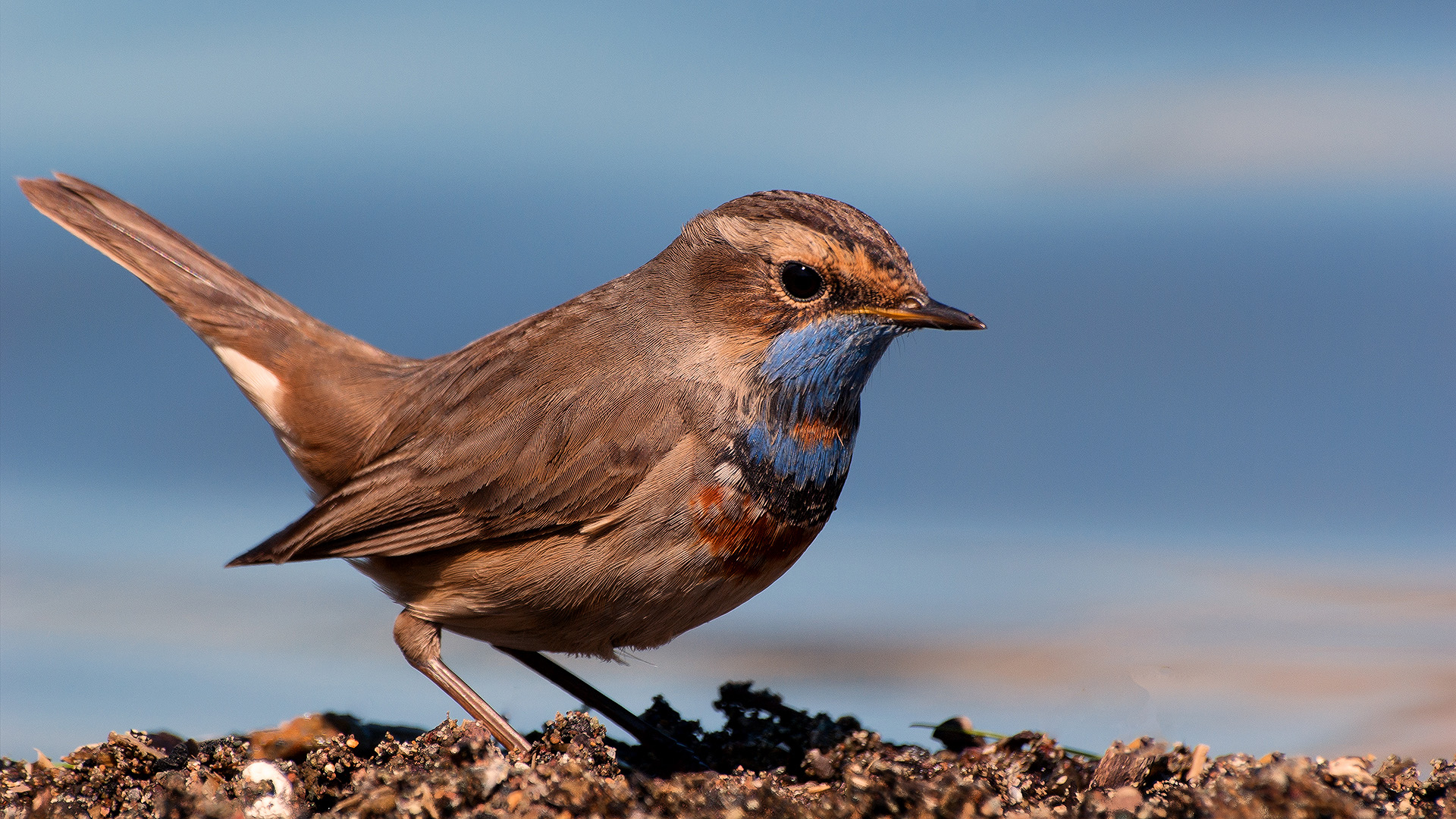 Mavigerdan » Bluethroat » Luscinia svecica