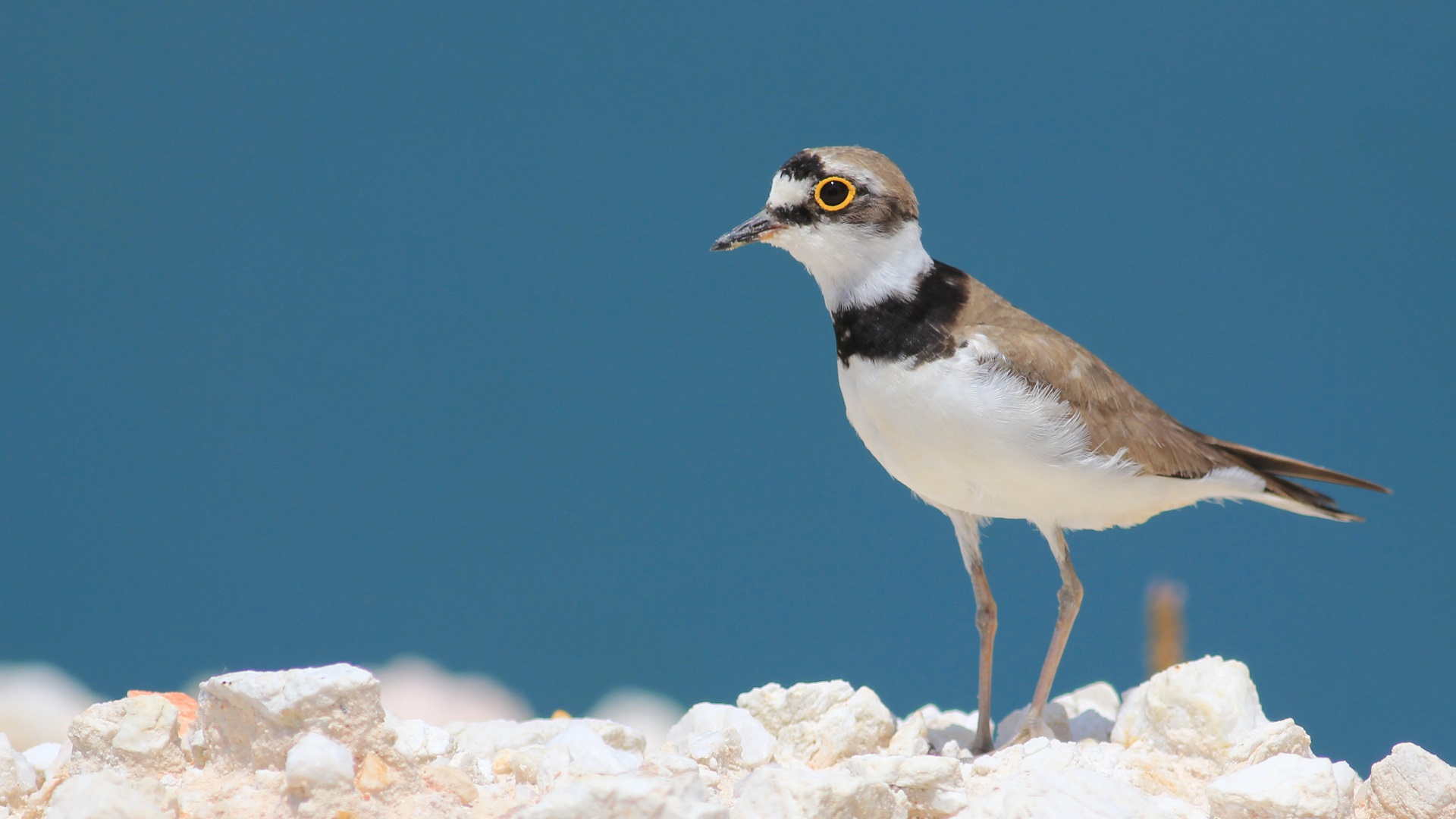 Halkalı küçük cılıbıt » Little Ringed Plover » Charadrius dubius