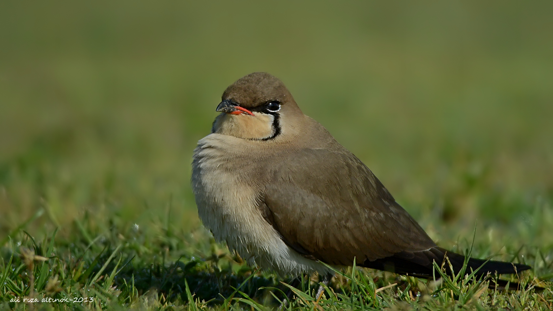 Bataklıkkırlangıcı