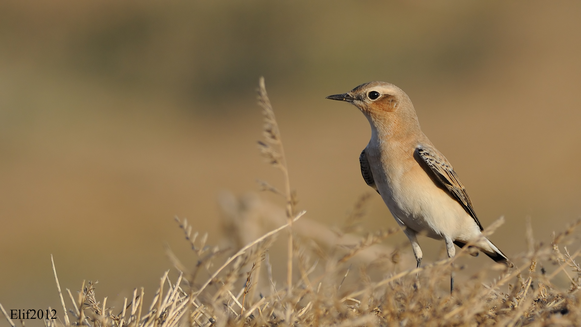 Kuyrukkakan » Northern Wheatear » Oenanthe oenanthe