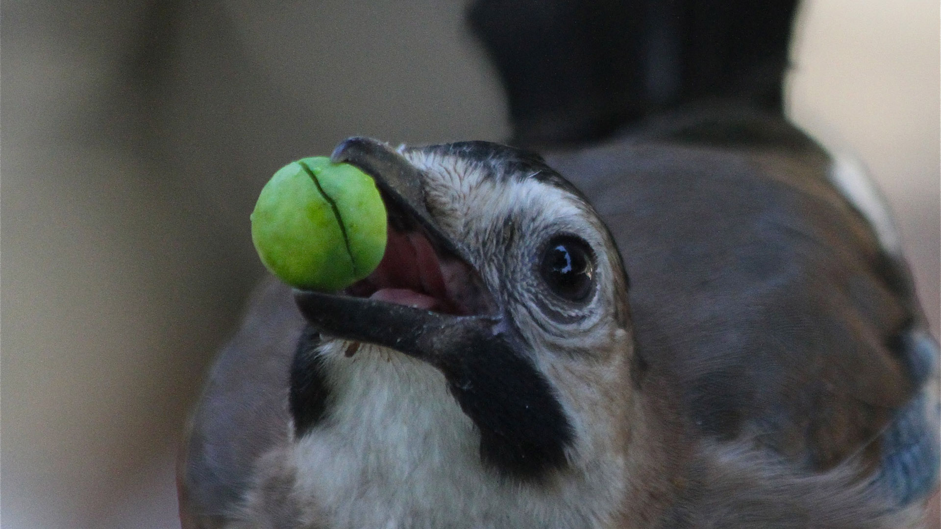 Alakarga » Eurasian Jay » Garrulus glandarius