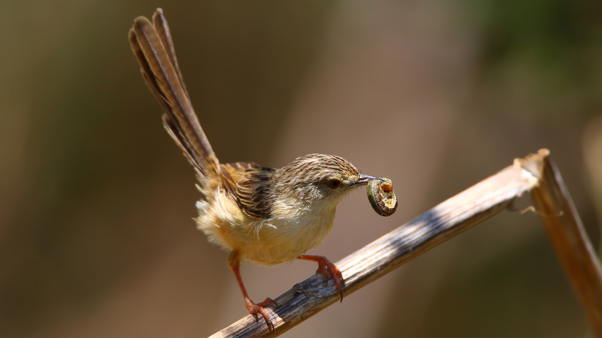 Dikkuyruklu ötleğen