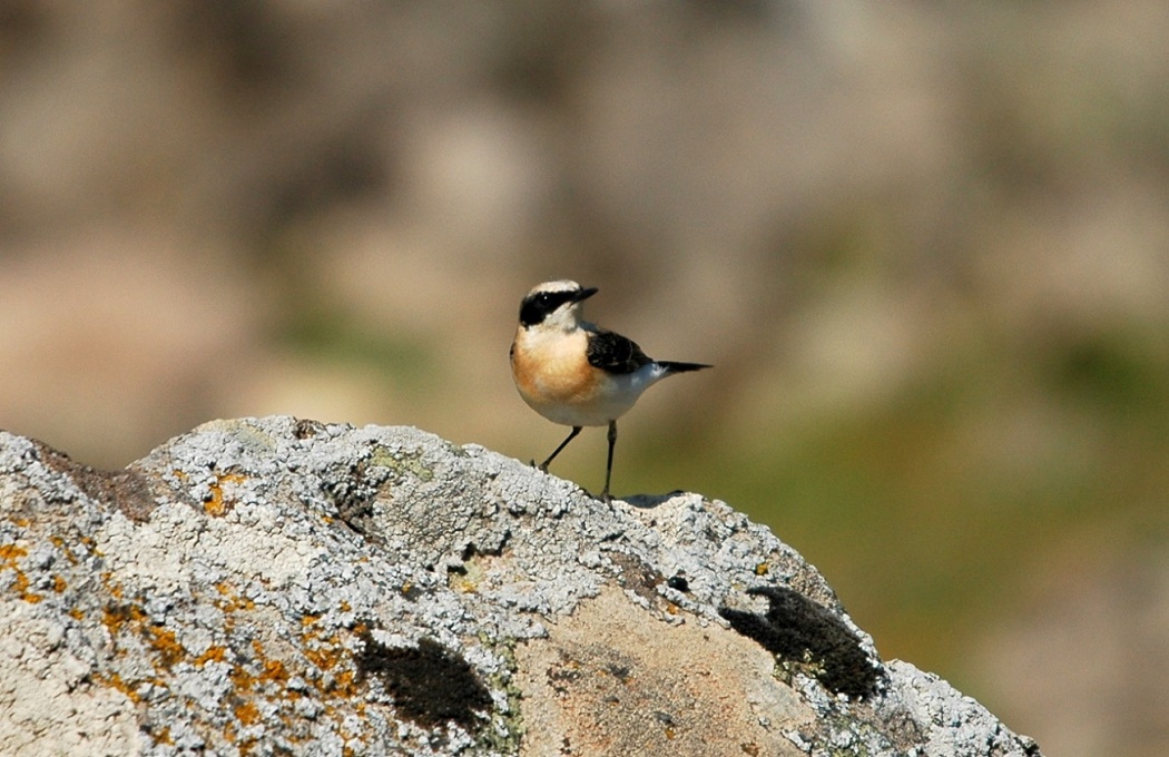 Karakulaklı kuyrukkakan