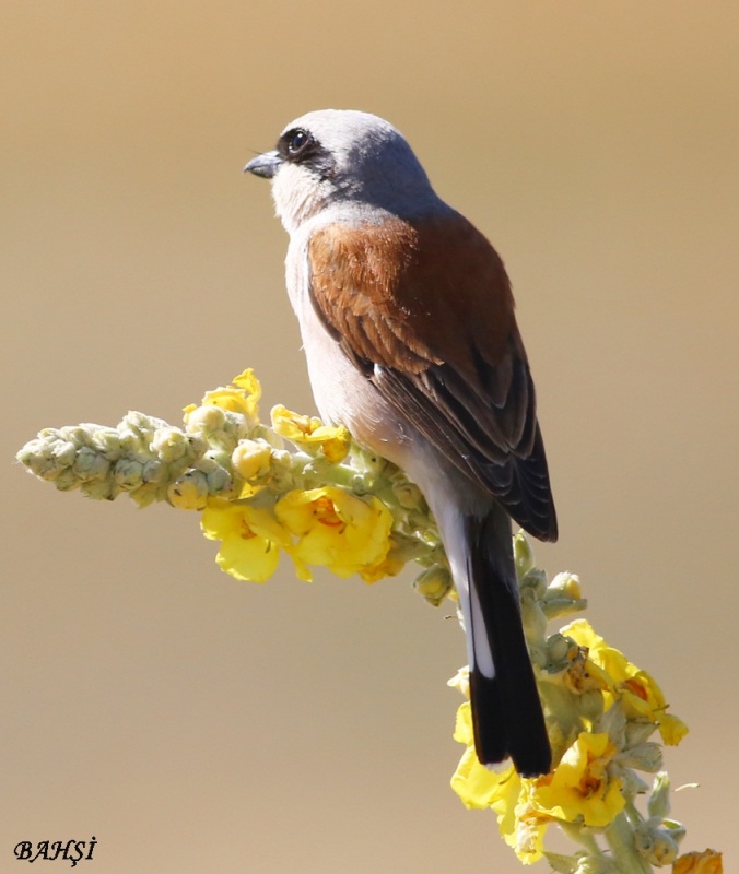 Kızılsırtlı örümcekkuşu