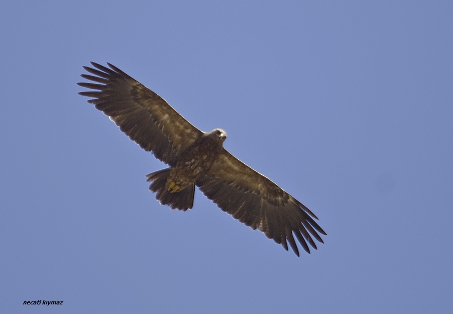 Küçük orman kartalı