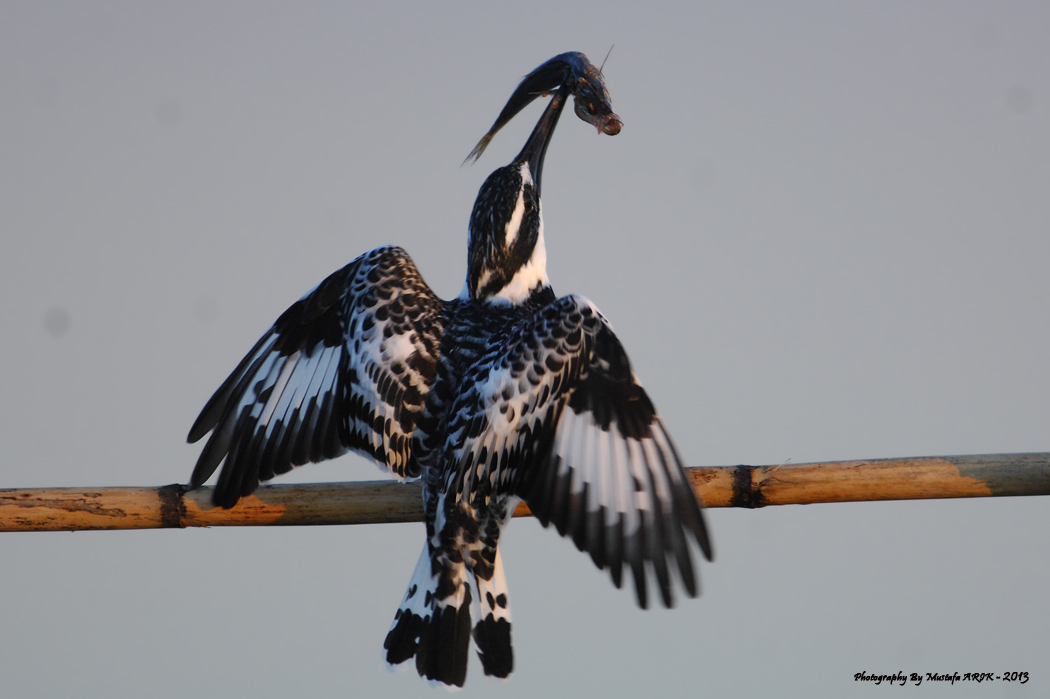 Alaca yalıçapkını