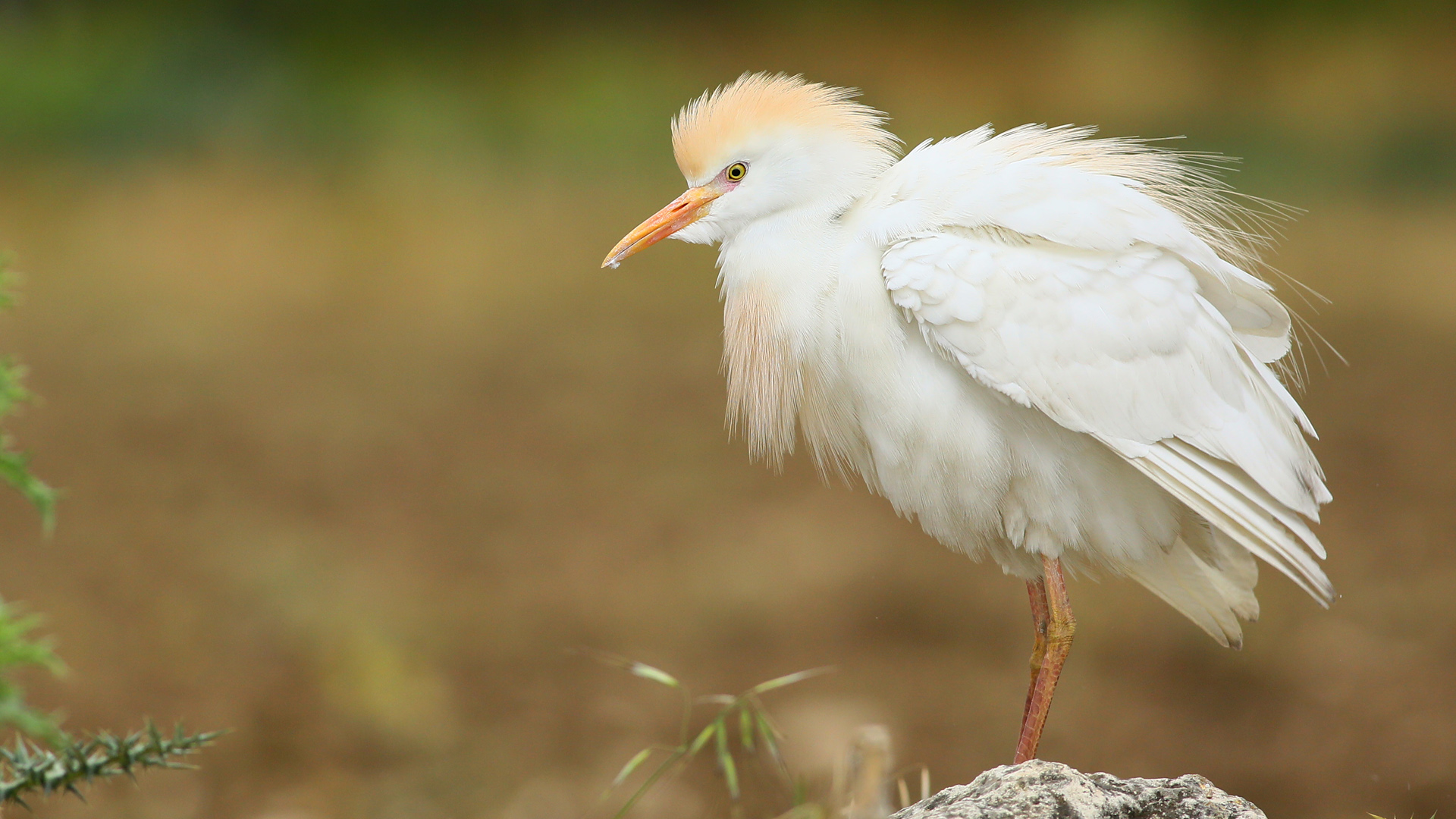 Sığır balıkçılı » Western Cattle Egret » Bubulcus ibis