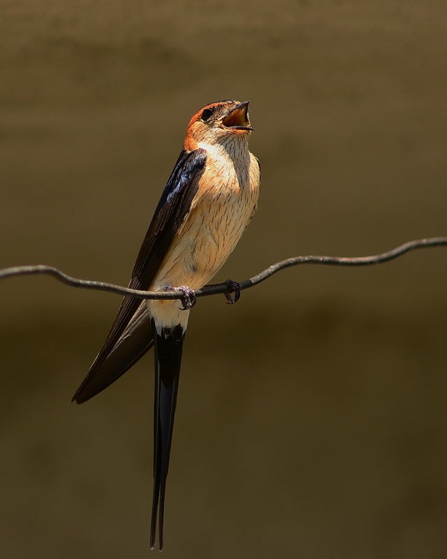 Kızıl kırlangıç