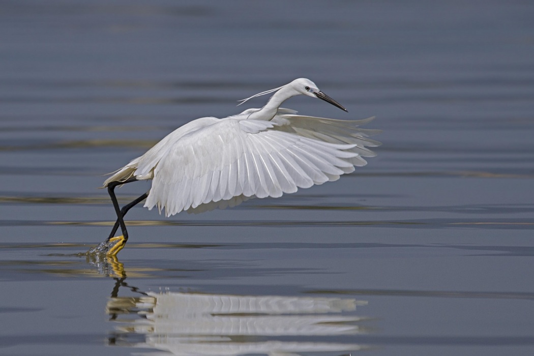 Küçük ak balıkçıl