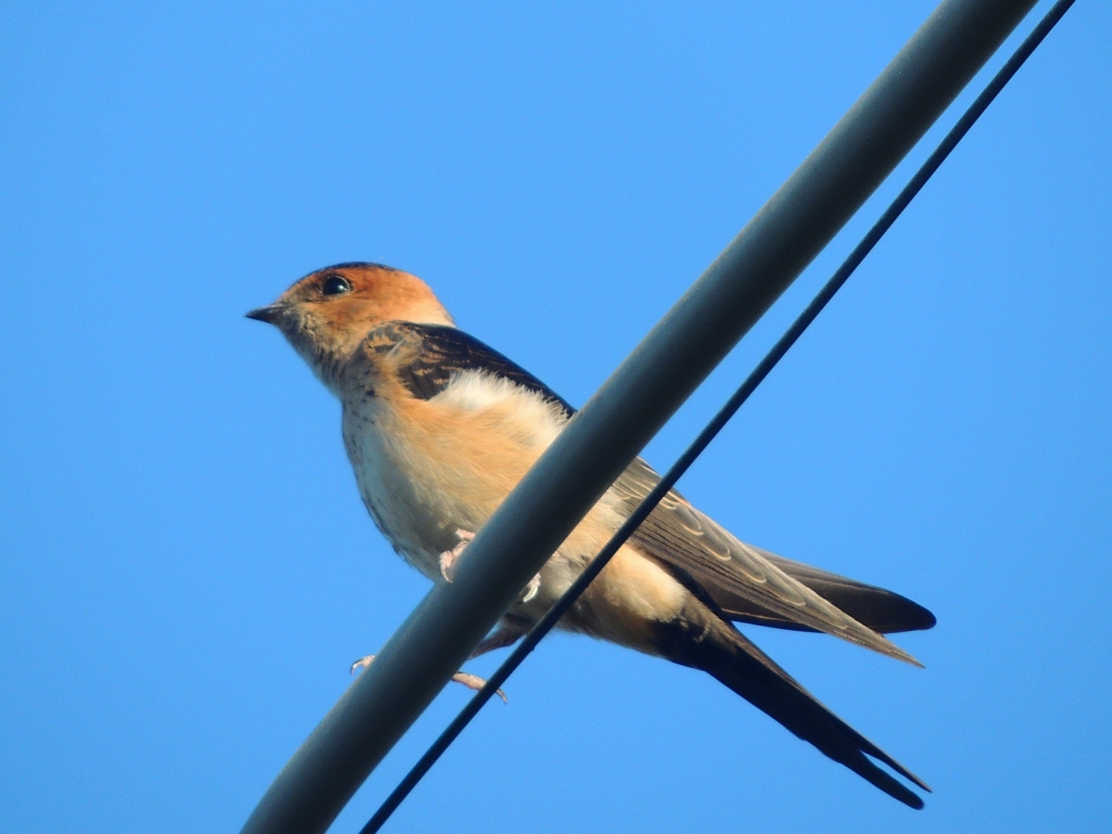 Kızıl kırlangıç