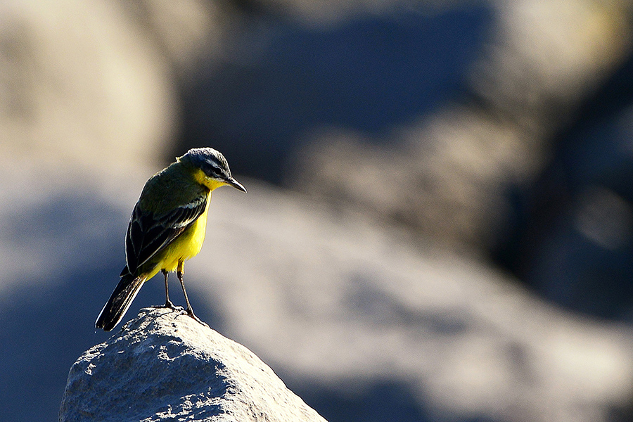 Sarı kuyruksallayan