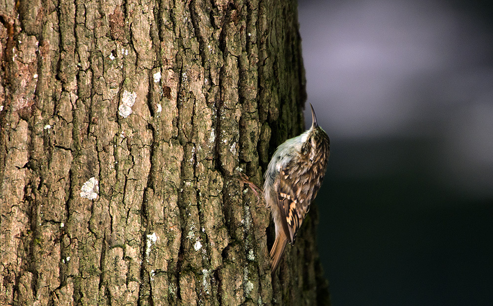 Bahçe tırmaşıkkuşu