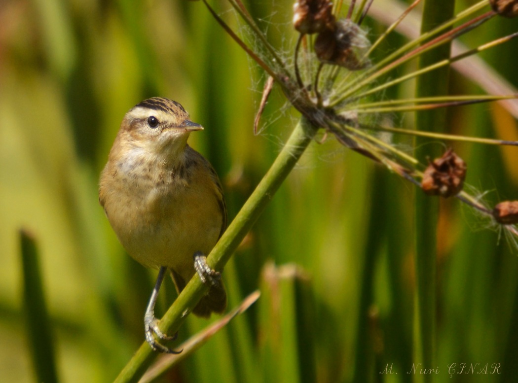 Kındıra kamışçını