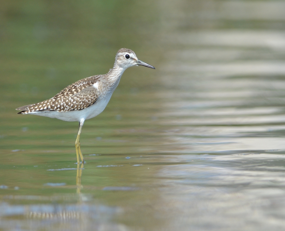 Orman düdükçünü