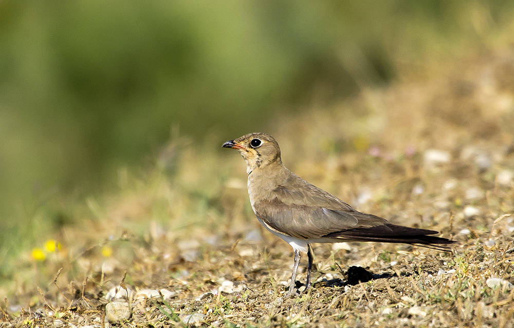 Bataklıkkırlangıcı