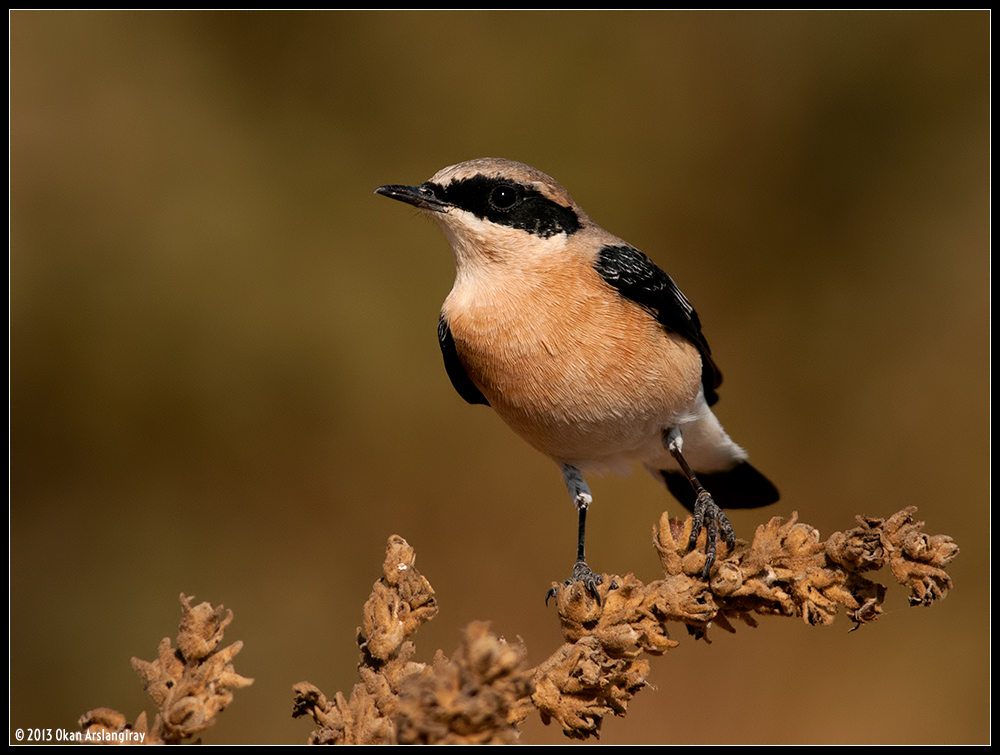 Karakulaklı kuyrukkakan