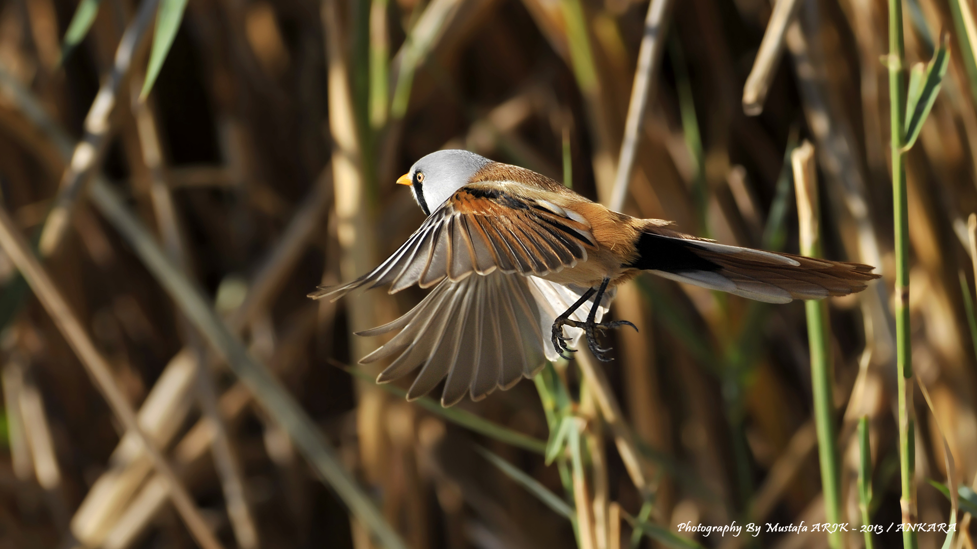 Bıyıklı baştankara