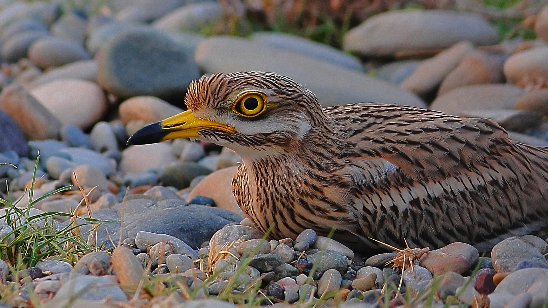 Kocagöz » Eurasian Stone-curlew » Burhinus oedicnemus