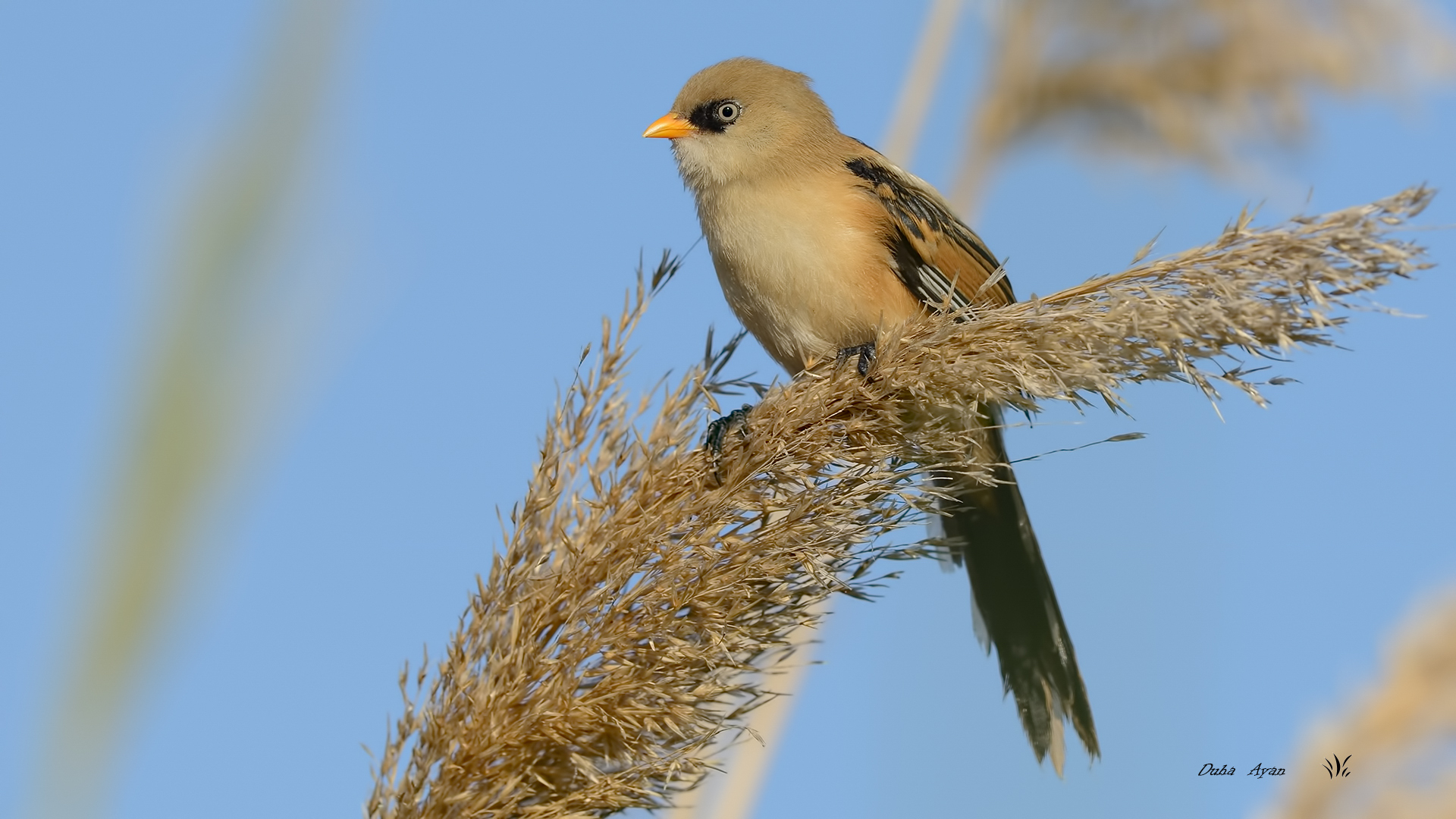 Bıyıklı baştankara