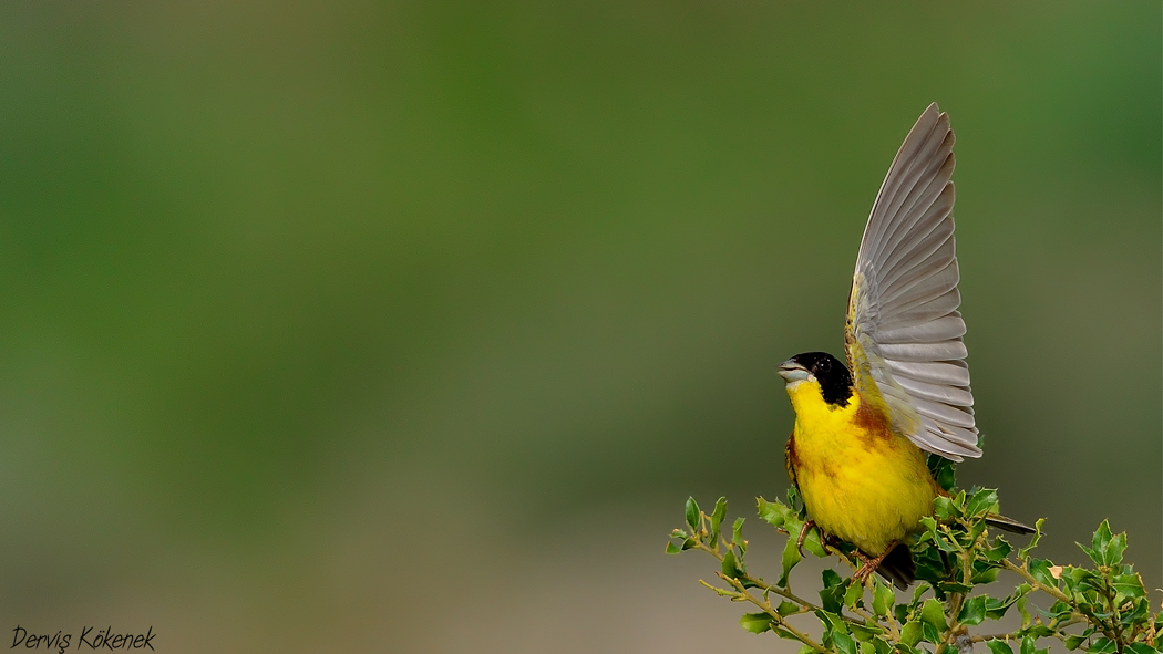 Karabaşlı kirazkuşu